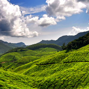 tea plantation image